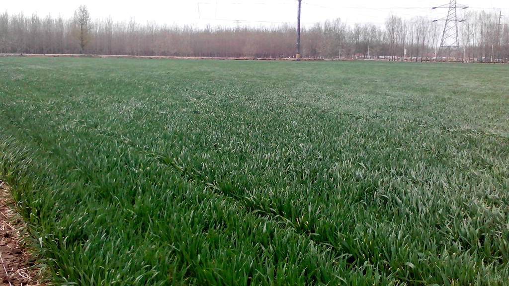 看完這邊文章，讓你了解什么是植物防凍劑，到底有沒有用