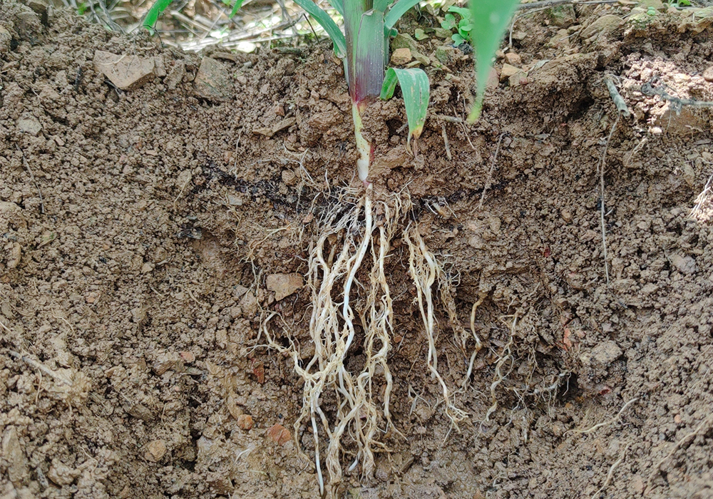 玉米施肥有講究！輕松高產(chǎn)這樣做！