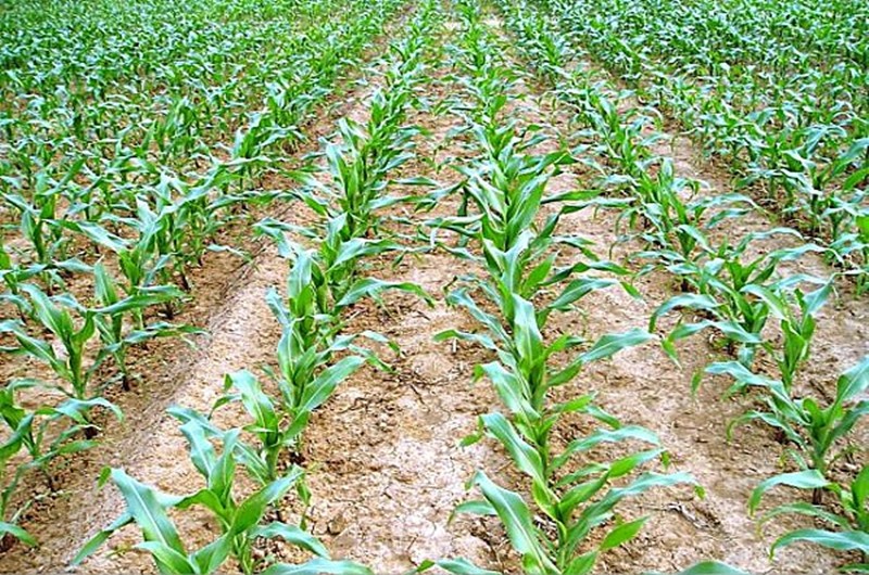 玉米這么施肥，簡單方便，營養(yǎng)全面，不愁玉米不高產(chǎn)！