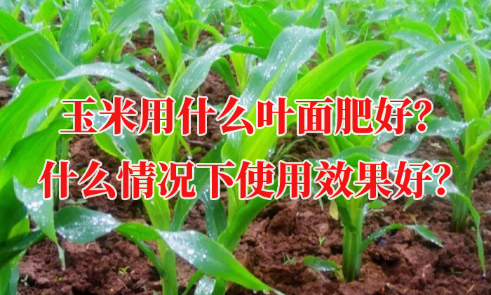 玉米用什么葉面肥好？什么情況下使用效果好？