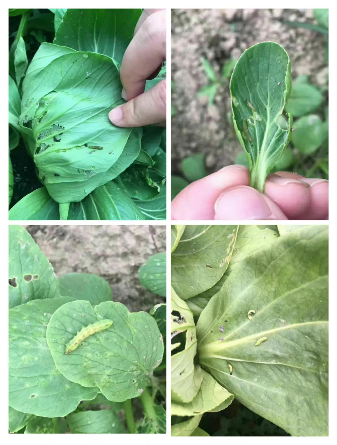 作物蟲害高發(fā)季，青龍鉆殺蟲，威力無(wú)窮