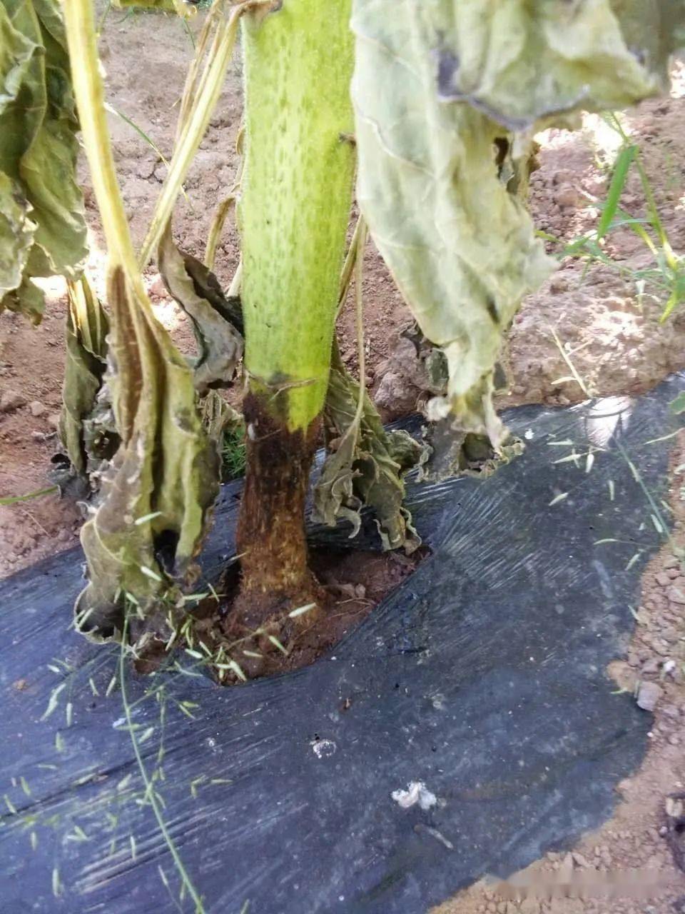 一篇文章告訴你土傳病害從哪兒來(lái)的？該如何避免發(fā)生呢？