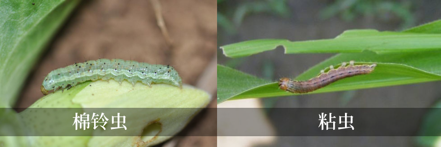 夜蛾科害蟲進(jìn)入夏季爆發(fā)期?。?！用啥藥好？