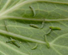 抗性青蟲終結(jié)者！菜青蟲、小菜蛾等抗性害蟲，蟲卵兼殺，殺蟲快準(zhǔn)狠