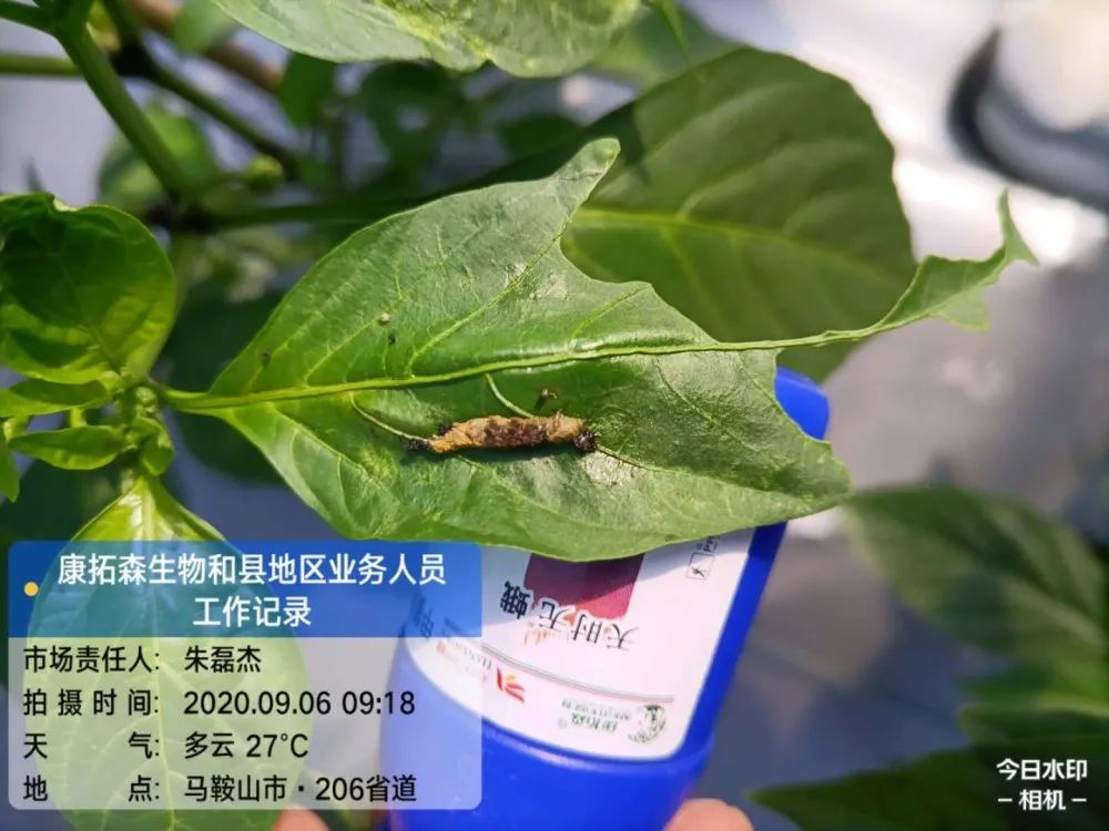 天時(shí)無(wú)蛾效果回訪