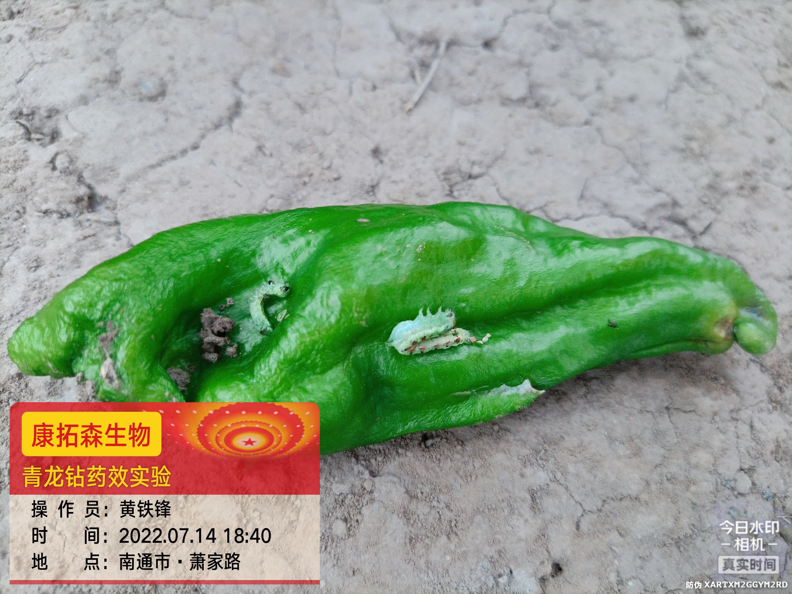 青蟲肆虐，辣椒減產(chǎn)！青龍鉆，來(lái)救場(chǎng)！