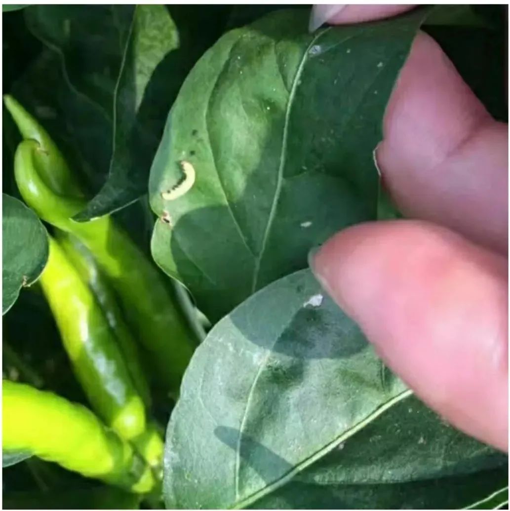 作物蟲害高發(fā)季，青龍鉆殺蟲，威力無(wú)窮！