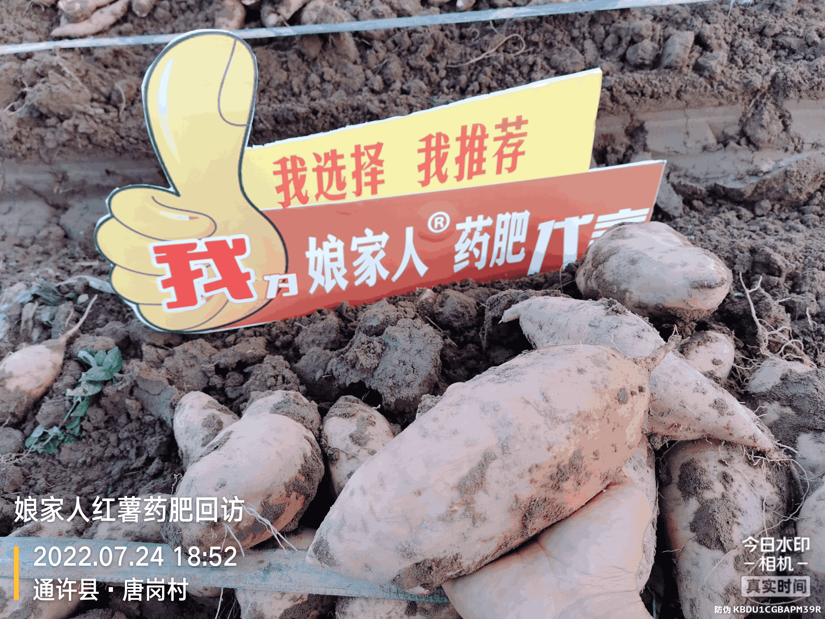 紅薯豐收，用了娘家人，“薯”你最棒！