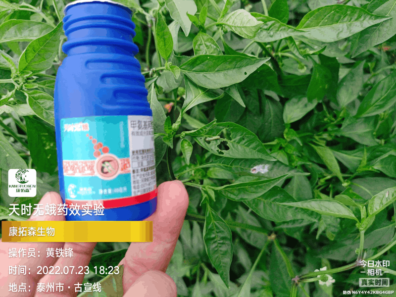 辣椒成為青蟲的“自助餐”，還好有你，天時(shí)無蛾！