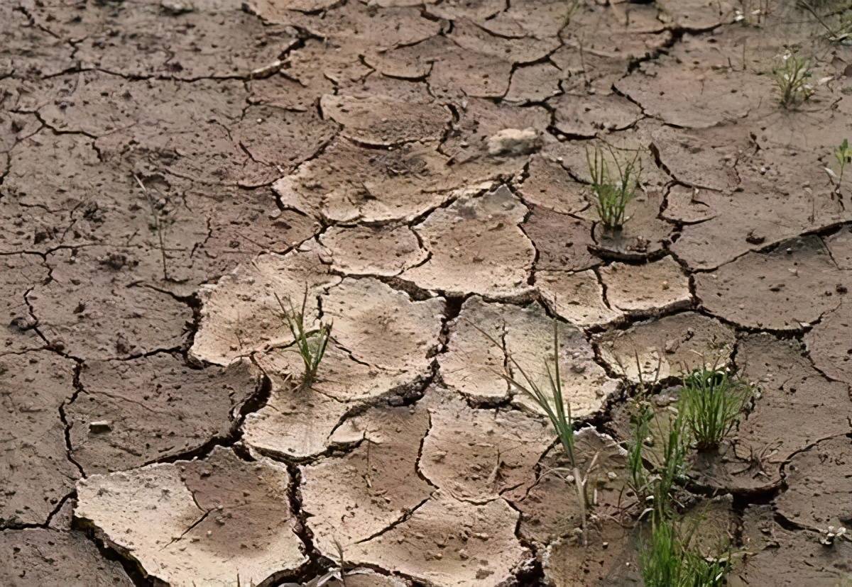 土壤板結怎么辦？別怕，有解決辦法！