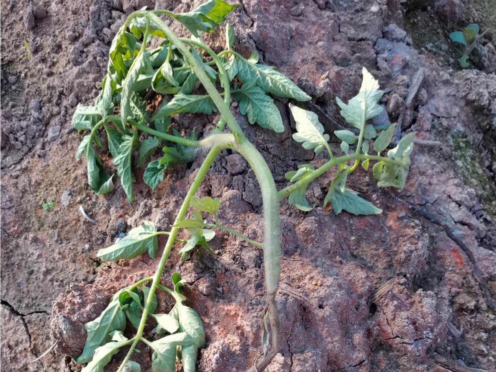 正視土傳病害，如何做到高效防治？