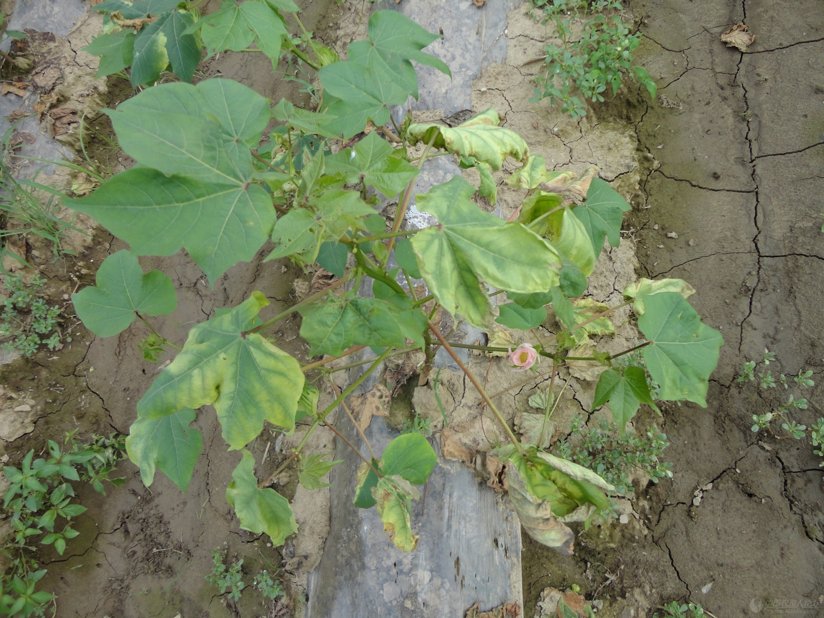 土傳、根部病害，如何有效防治？