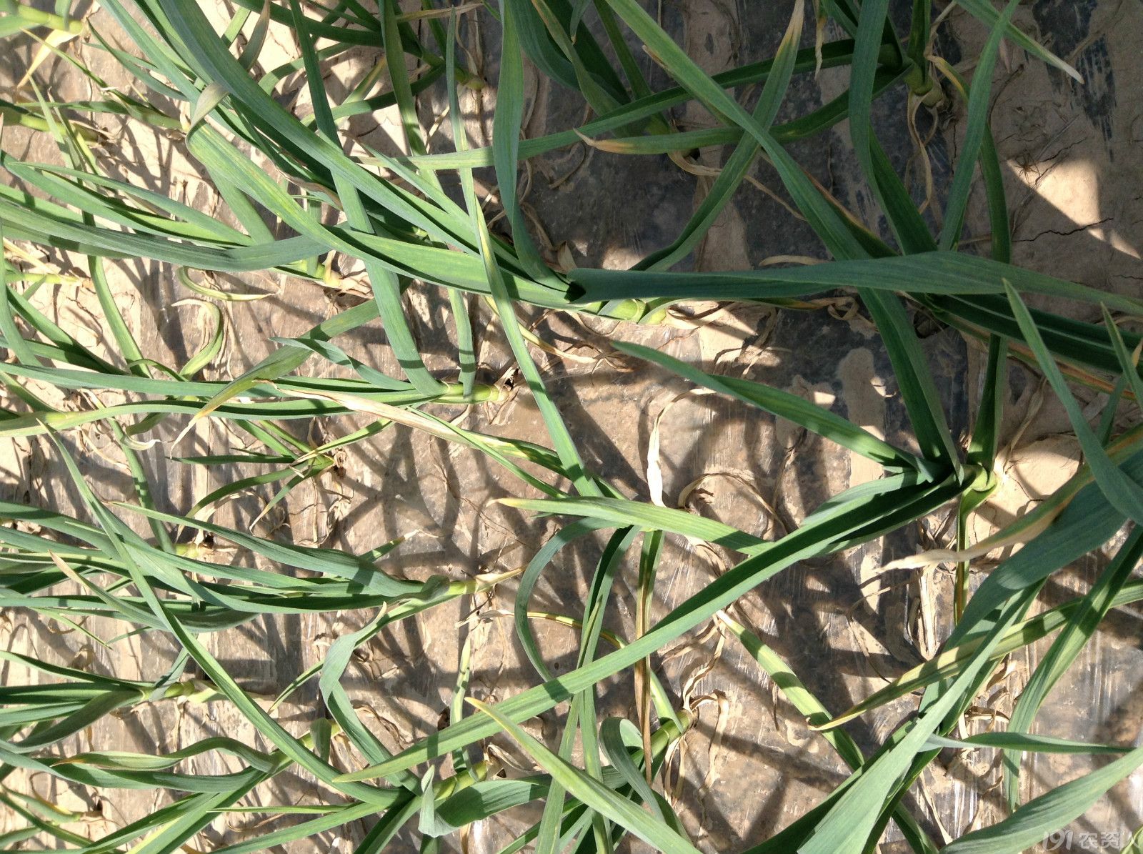 大蒜最佳底肥，提質增產(chǎn)增口感，選肥很關鍵！